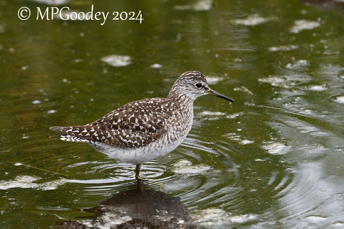 Wood Sandpiper
