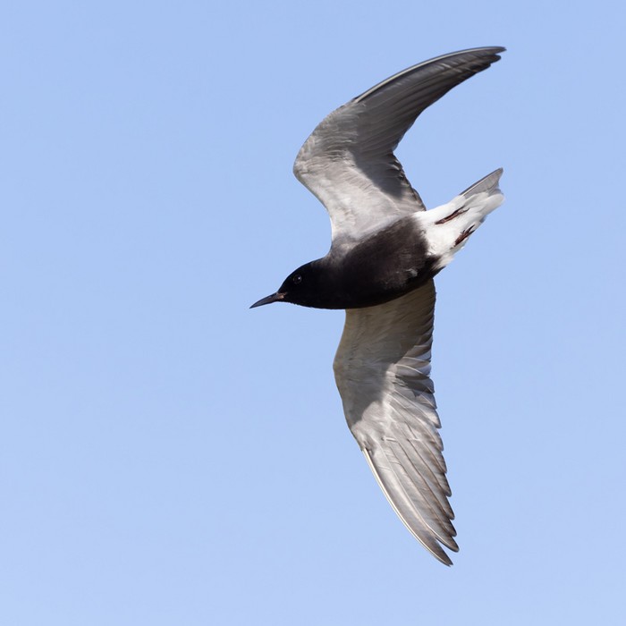 American Black Tern