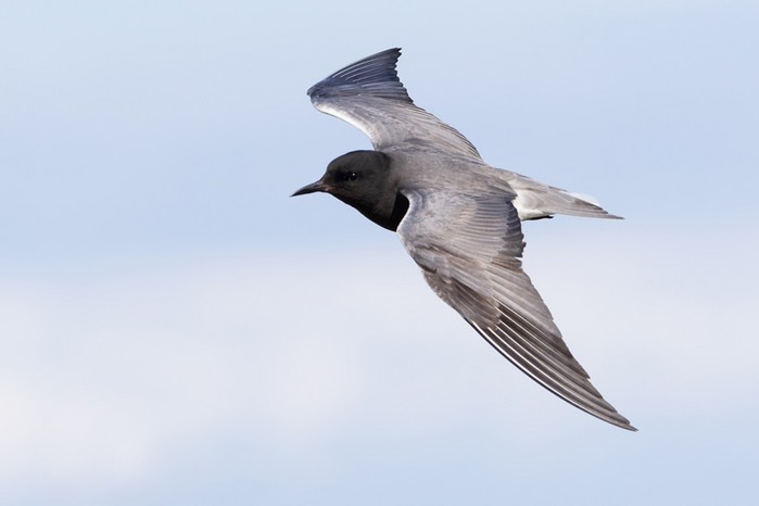 American Black Tern