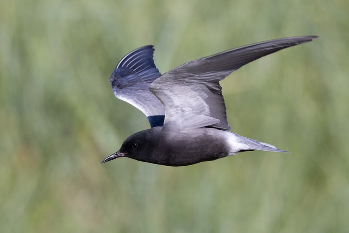 American Black Tern