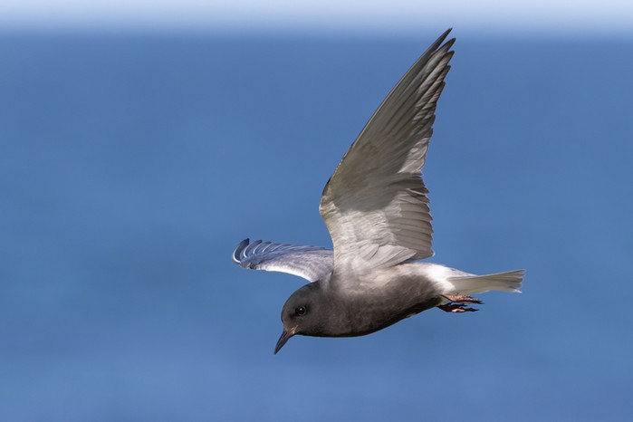 American Black Tern