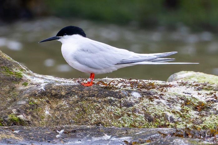Roseate Tern