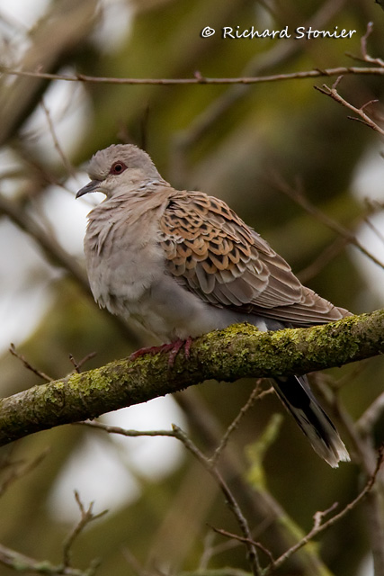 Turtle Dove