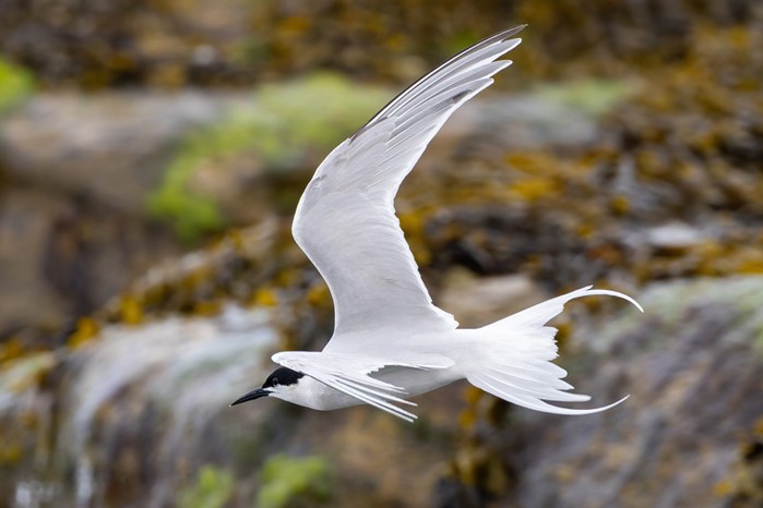 Roseate Tern