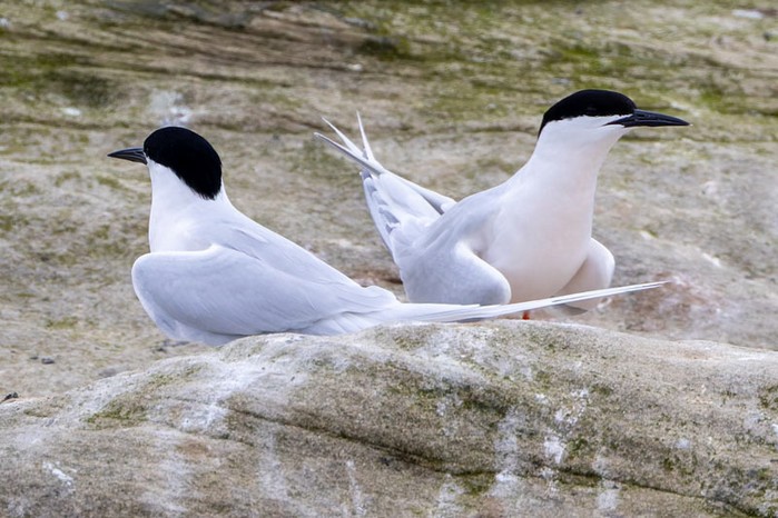 Roseate Tern