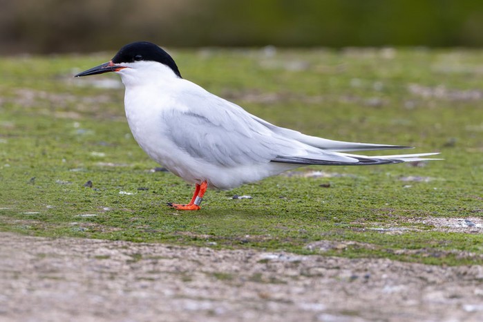 Roseate Tern