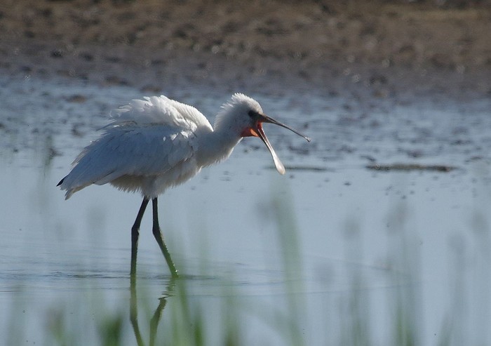 Spoonbill