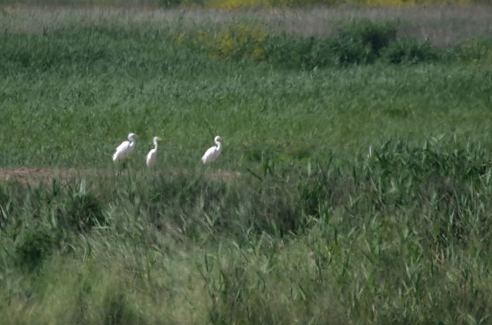 Great White Egret