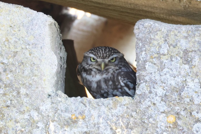 Little Owl