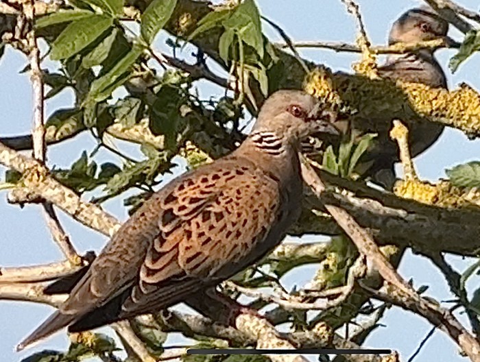 Turtle Dove