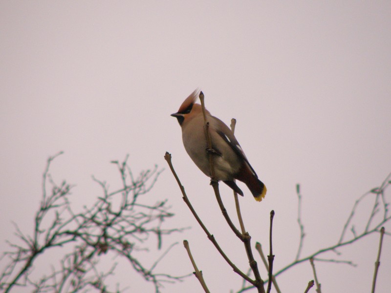 Waxwing