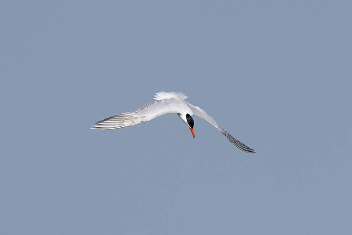 Caspian Tern