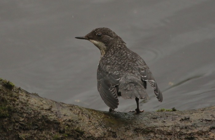 Dipper 