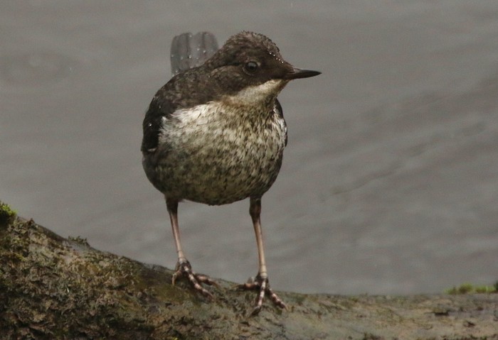 Dipper 