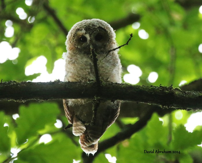 Tawny Owl 