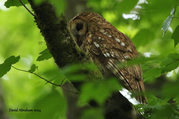 Tawny Owl 