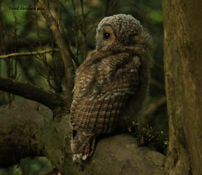 Tawny Owl 