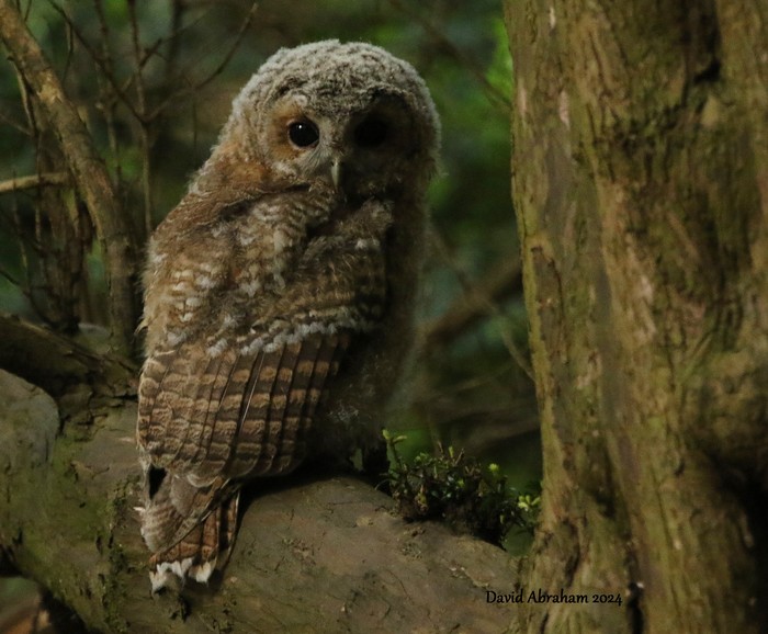 Tawny Owl 