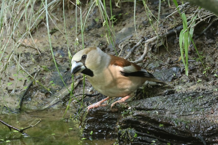 Hawfinch