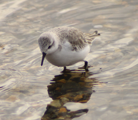 Sanderling