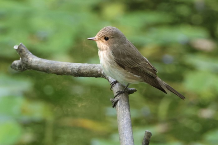 Spotted Flycatcher