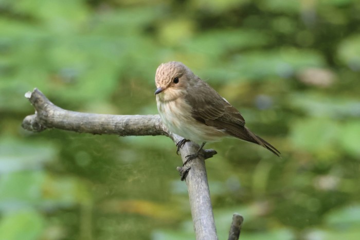 Spotted Flycatcher