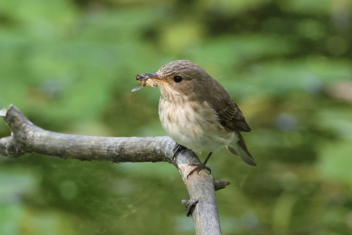 Spotted Flycatcher