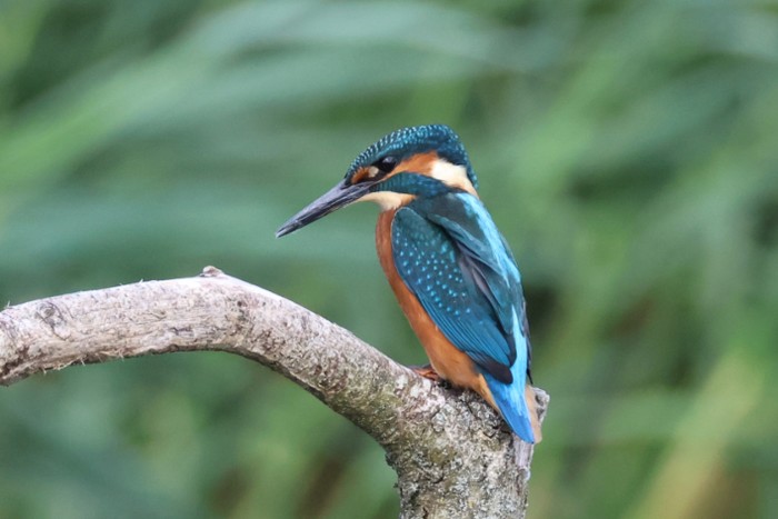 Kingfisher