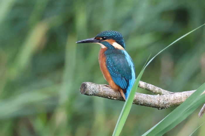 Kingfisher