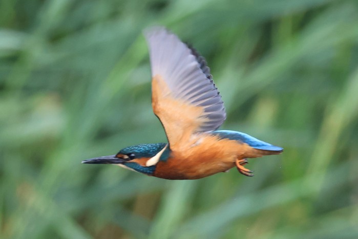 Kingfisher