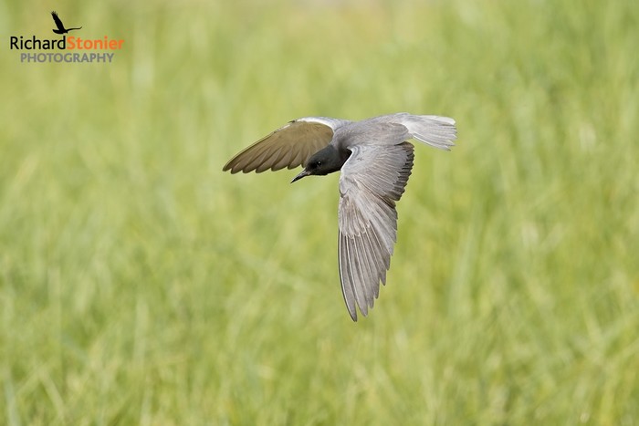 American Black Tern