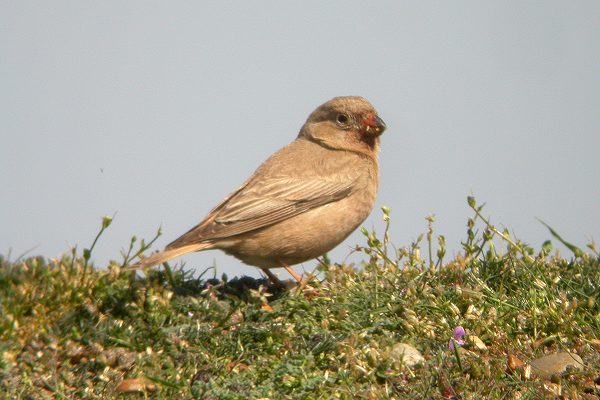 Trumpeter Finch