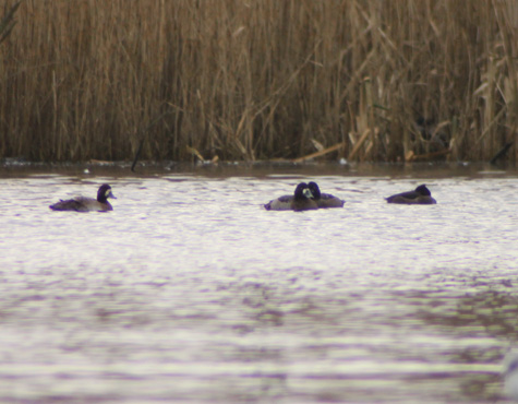 Scaup