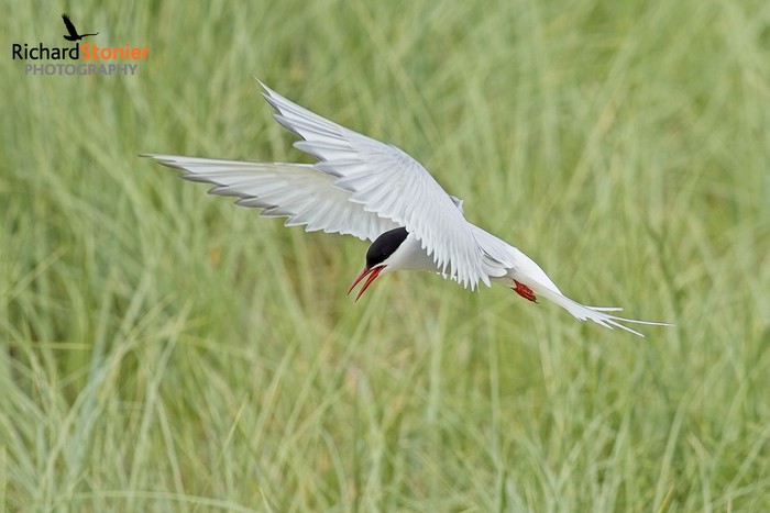 Arctic Tern