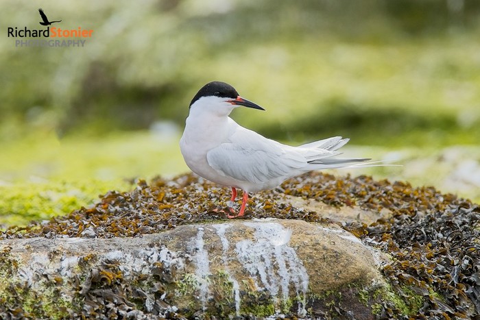 Roseate Tern