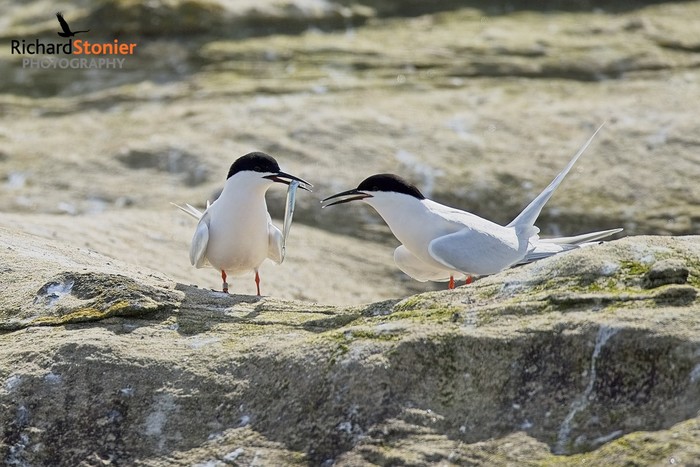 Roseate Tern