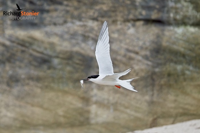 Roseate Tern
