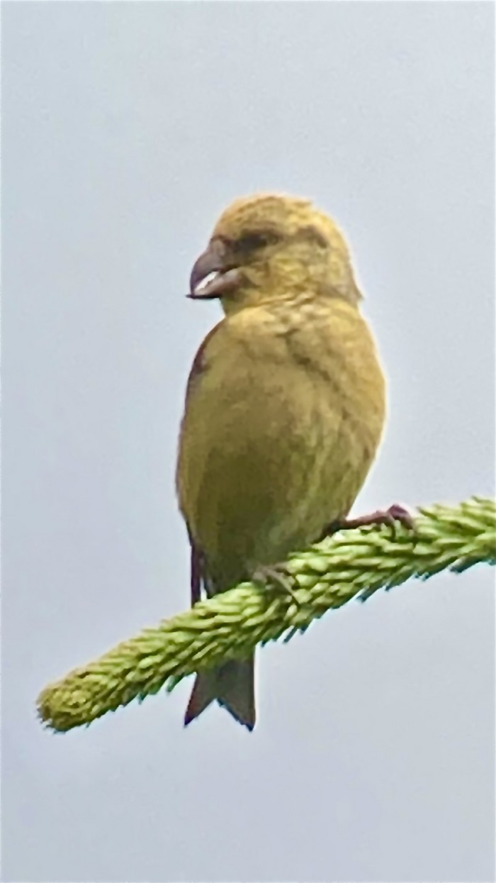 Crossbill