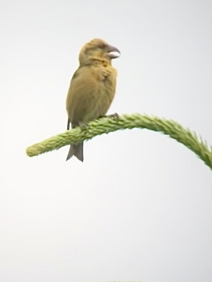 Crossbill