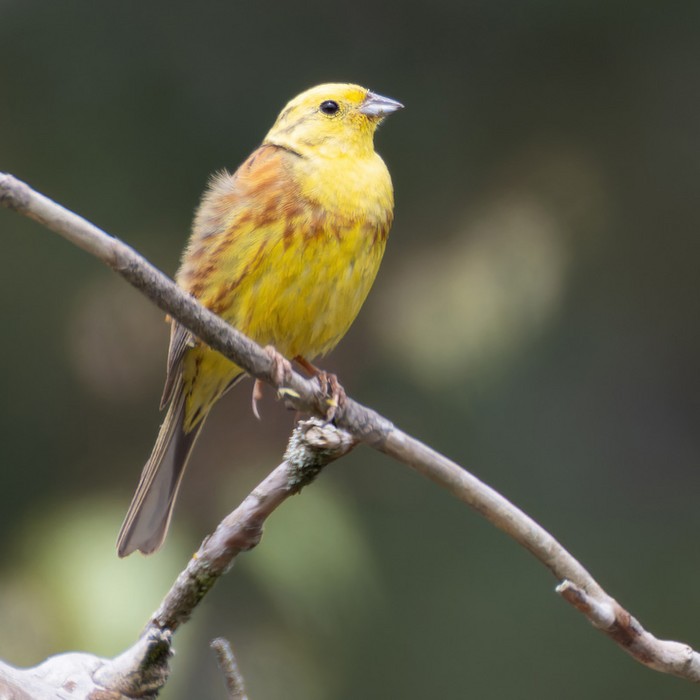 Yellowhammer