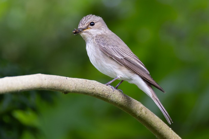 Spotted Flycatcher