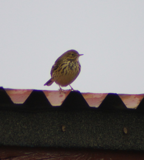 Rock Pipit