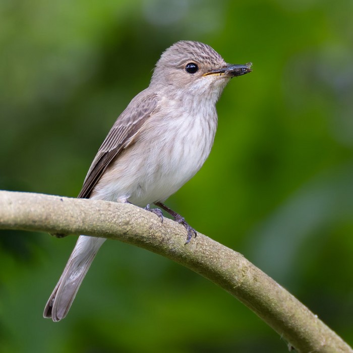 Spotted Flycatcher