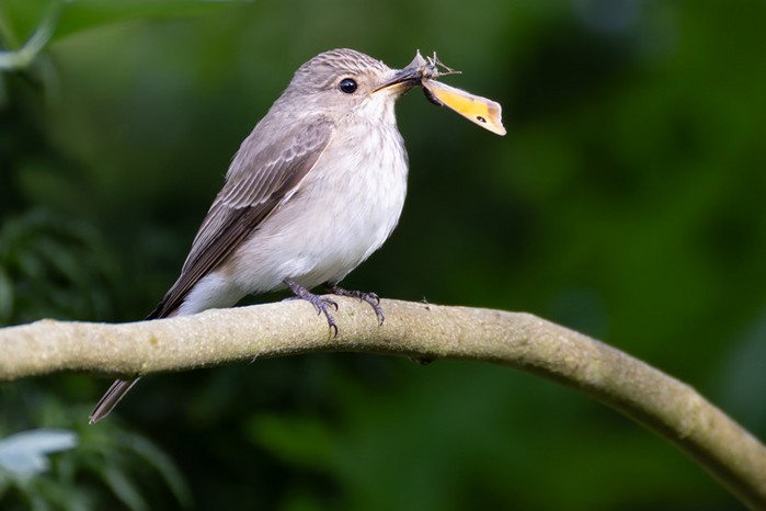 Spotted Flycatcher