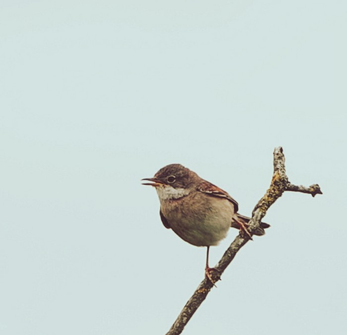 Whitethroat