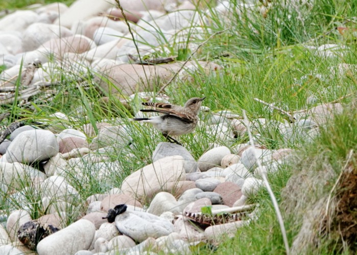 Wheatear