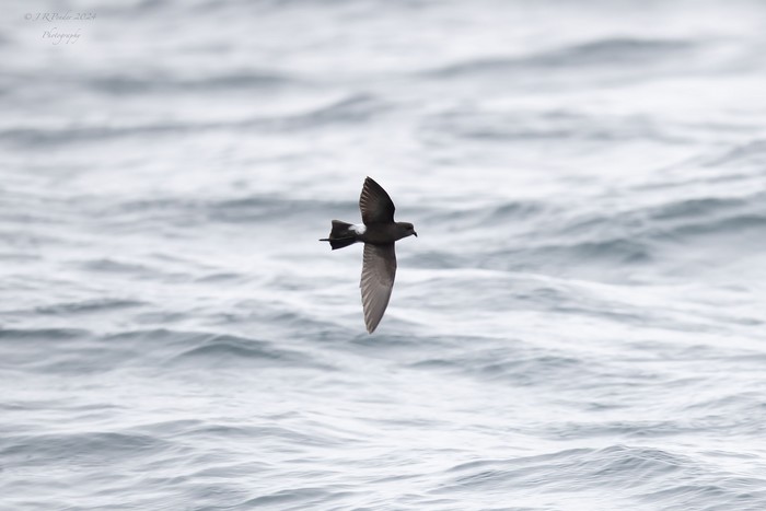 Wilson's Petrel
