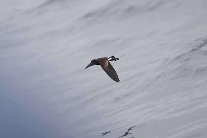 Wilson's Petrel