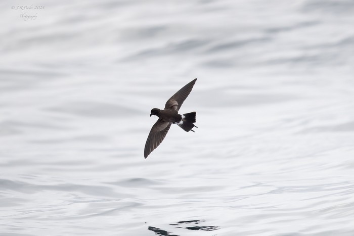 Wilson's Petrel