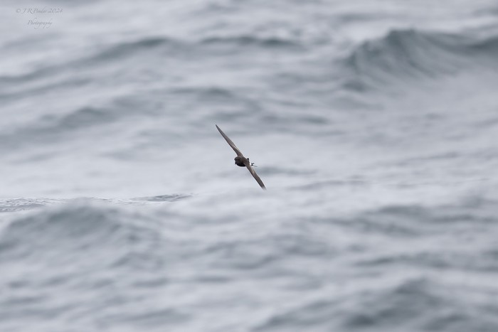 Wilson's Petrel